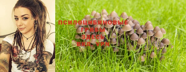 прущие грибы Бородино